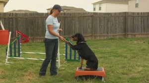 Dog-Training-2