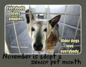 adoptseniordog