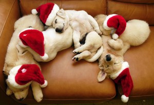 christmas-dog-dogs-merry-christmas-photography-Favim.com-248743