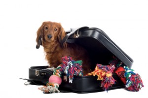 pet-suitcase