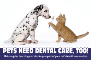 pet_dental_health